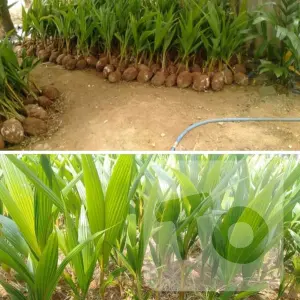 தென்னம்பிள்ளை - Coconut Plant Jaffna, Sri Lanka